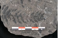 Foto (Detailansicht) von Alethopteris whitbyensis (NHMW-GEO-2024-0188-10482)